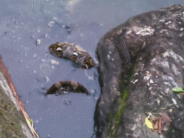 Media - "Thủy chiến" giữa kỳ đà và trăn vua, kẻ nào giành chiến thắng?