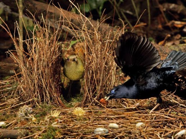 Media - Ngỡ ngàng xem chim Namdur xây tổ như xây biệt thự