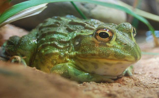 Loại ếch bé tẹo này có tên là bullfrog, dài khoảng 5-6cm. Chúng có màu sắc đẹp, lành tính và không có độc.
