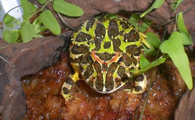 Ếch pacman có giá dao động từ 200.000-500.000 đồng/con tuỳ màu. Bullfrog sẽ có giá cao hơn, dao động từ 500.000-1,5 triệu đồng/con tuỳ giới tính và hình dạng.
