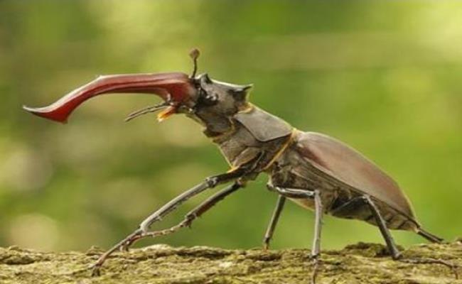 Trước kia từng có một con bọ cánh cứng Stag Beetle được bán với mức giá lên tới 90.000USD (hơn 2 tỷ đồng).
