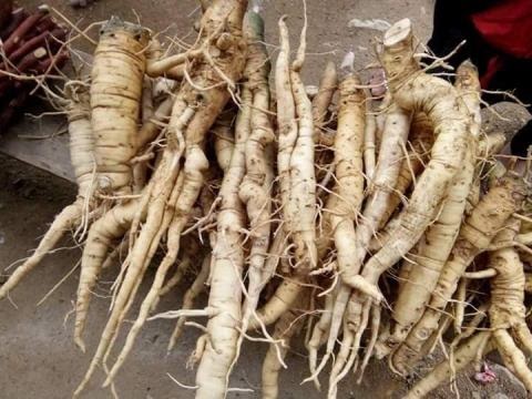 Sâm bổ béo là dược liệu quý tại Việt Nam&nbsp;