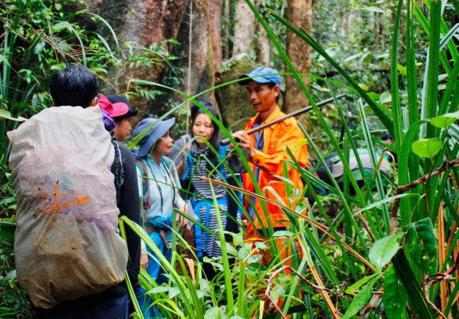 Giải cứu chú chim thanh tước từ người săn bắt