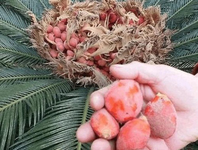 Được biết, phần thịt bên trong quả&nbsp;vạn tuế có màu trắng, ăn bùi ngậy như hạt dẻ, hạt mít...
