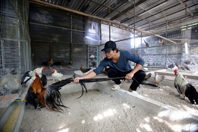 Có những con gà có thể có đuôi tới 5m nhưng đa số đuôi dài khoảng 2-2,5m.
