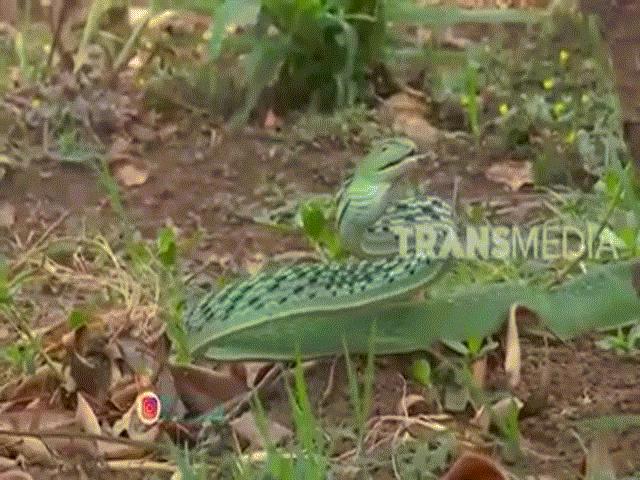Phi thường - kỳ quặc - Video: Diễu võ dương oai, rắn roi Ahaetulla vẫn mất mạng trước kẻ đi săn khát máu