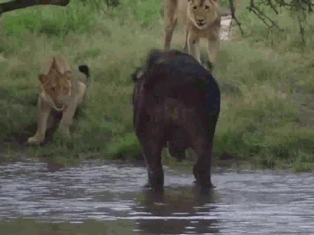 Media - Trâu rừng thông minh, thiện chiến khiến cả đàn sư tử "chào thua"