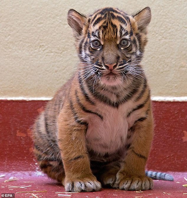 Con mèo được cặp vợ chồng đặt mua thực chất là một chú hổ Sumatra tầm 3 tháng tuổi (Nguồn: Daily Mail)