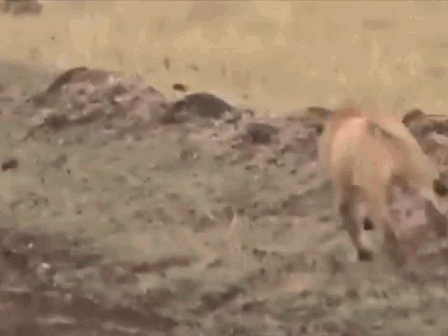 Media - "Gọi hội" đông đảo đến trả thù, linh cẩu vẫn bị sư tử cho ăn no đòn