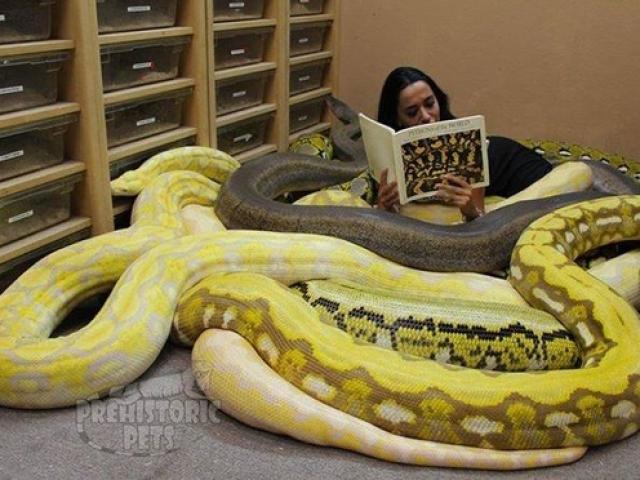 Thế giới - Làm cách nào đối phó khi đối mặt trăn lớn?