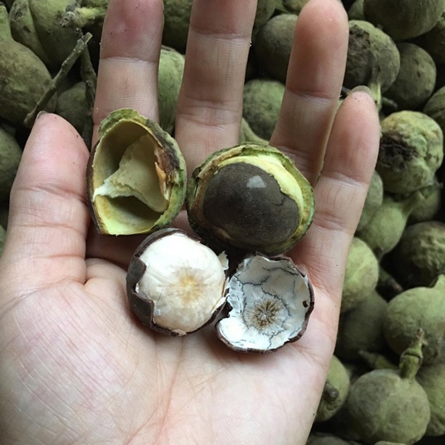 Loại mắc ten còn nguyên vỏ xanh có giá 80.000 đồng/kg, mắc ten tách vỏ xanh còn vỏ đen giá 100.000 đồng, riêng loại tách hết vỏ rồi giá lên tới 120.000 đồng/kg.