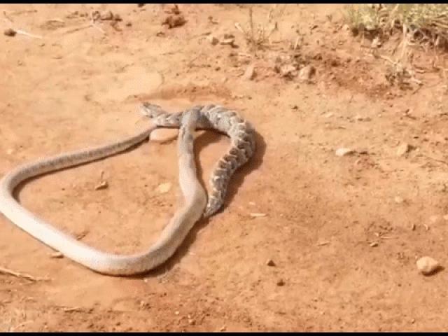 Media - Rắn béo bị hổ mang háu đói lôi vào bụi rậm như xác không hồn