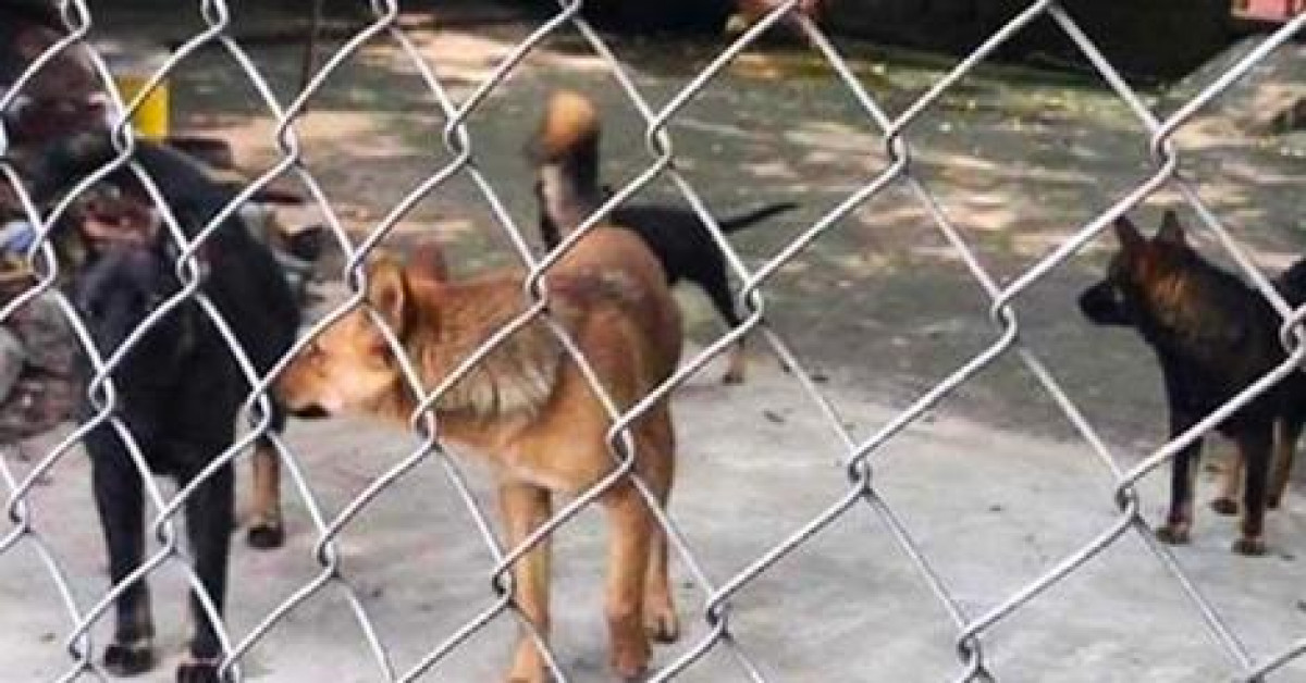 An ninh - Xã hội - Đàn chó canh nhà bị lừa, trộm đột nhập biệt thự lấy 700 triệu