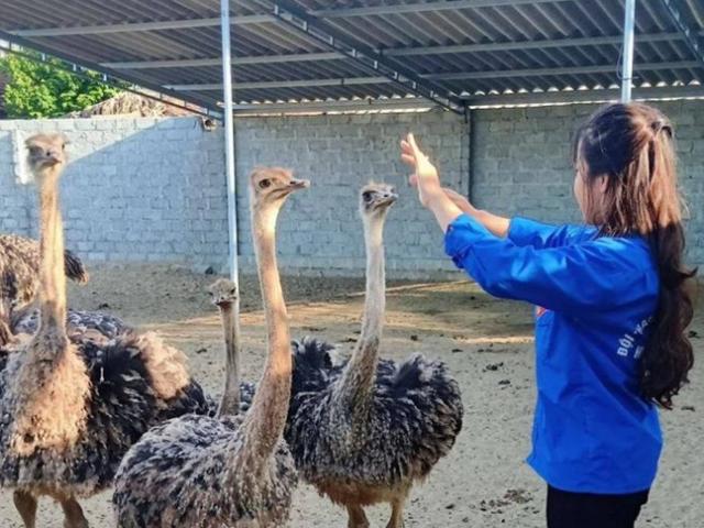 Thị trường - Tiêu dùng - Nuôi con "da trâu", sợ tiếng ồn, nông dân Việt kiếm tiền tỷ/năm