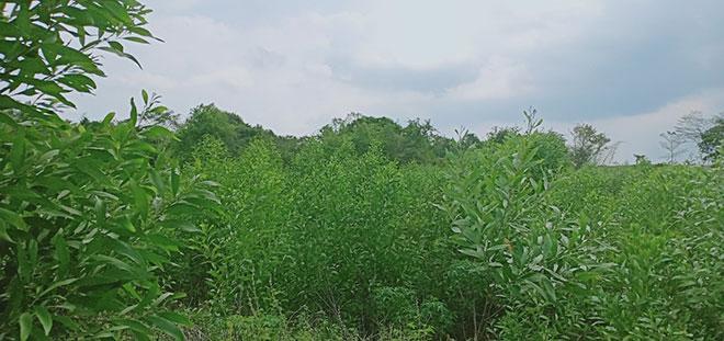 PANASONIC nỗ lực với hành trình “vì một Việt Nam xanh” - 2