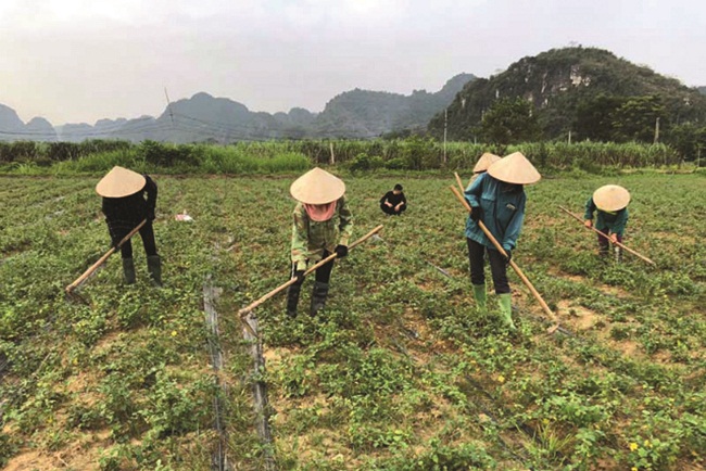 Trồng thứ đầy gai trước mọc hoang mà thu nhập tiền tỷ/năm, ai nghe cũng choáng - 2