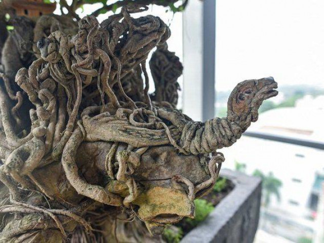 Thị trường - Tiêu dùng - Cây sanh cổ thế "quái" hiếm gặp khiến đại gia ôm tiền tỷ đợi mua cây