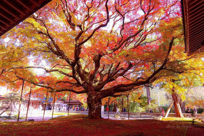 Ngôi chùa Raizan Sennyo-ji Daihio cổ kính là nơi trồng cây phong cổ thụ hơn 400 tuổi. Chùa được xây dựng từ năm 725, là nơi cất giữ bảo vật tượng gỗ Quan Âm nghìn tay cao gần 5 m và nhiều bức tượng Phật cổ. Ảnh: ekuborico.