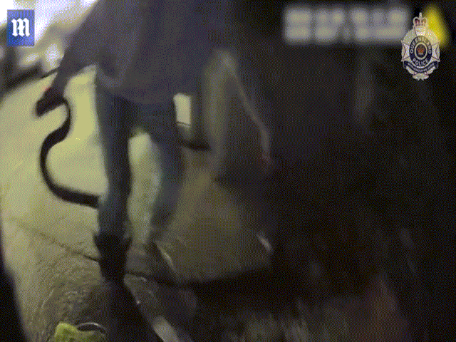 Phi thường - kỳ quặc - Cứu trăn dài 3 mét khỏi vuốt mèo, được "báo đáp" theo cách đáng sợ