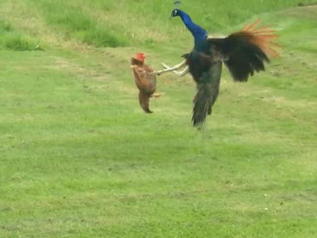 Media - Màn so tài đặc biệt giữa gà trống và chim công, con vật nào thắng?