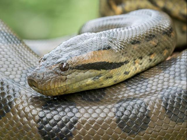 Media - "Mãng xà" khổng lồ nằm vắt vẻo tắm nắng trên cây