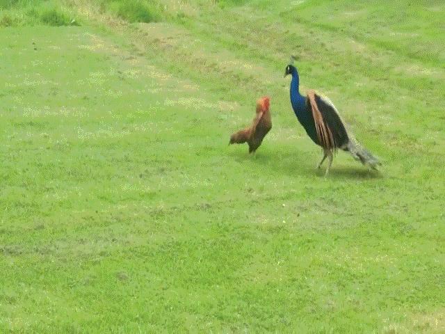 Phi thường - kỳ quặc - Video: Gà trống đối đầu chim công "cực gắt", đối thủ cũng đáp trả đầy uy lực