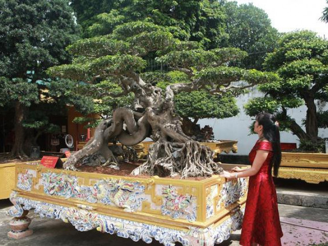 Thị trường - Tiêu dùng - Hé lộ chân dung vợ đại gia Toàn "đô la", người giấu chồng mang 5 tỷ đi mua "siêu cây"
