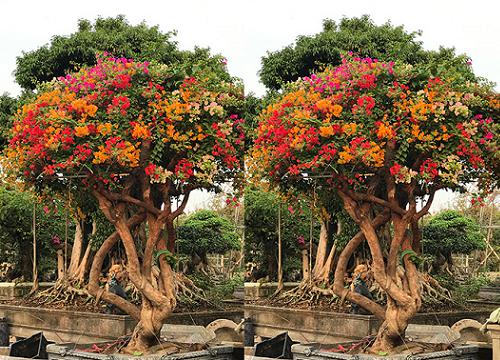 Hoa giấy ngũ sắc có 5 màu chủ đạo.