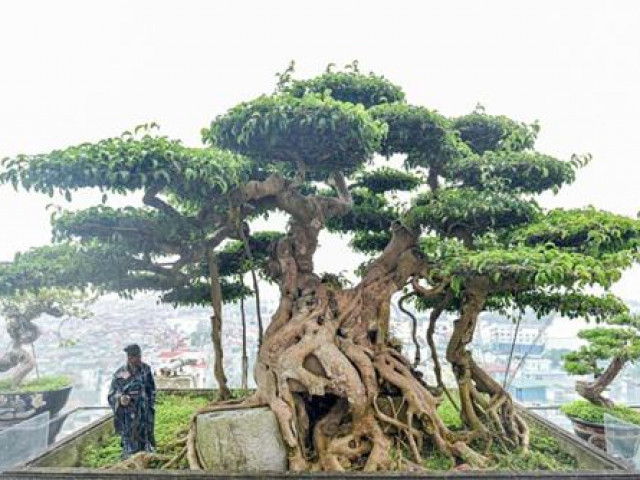 Thị trường - Tiêu dùng - Chiêm ngưỡng cây sanh cổ trăm tuổi phong hóa cùng thời gian, trị giá ngang căn chung cư của đại gia Hà Nội