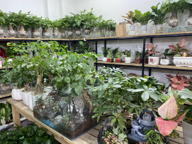 Cây xanh trang trí, mang ý nghĩa may mắn, phong thuỷ được chọn làm quà tặng 20/10