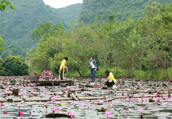 Hoa súng nở rộ, tô hồng suối Yến - 3