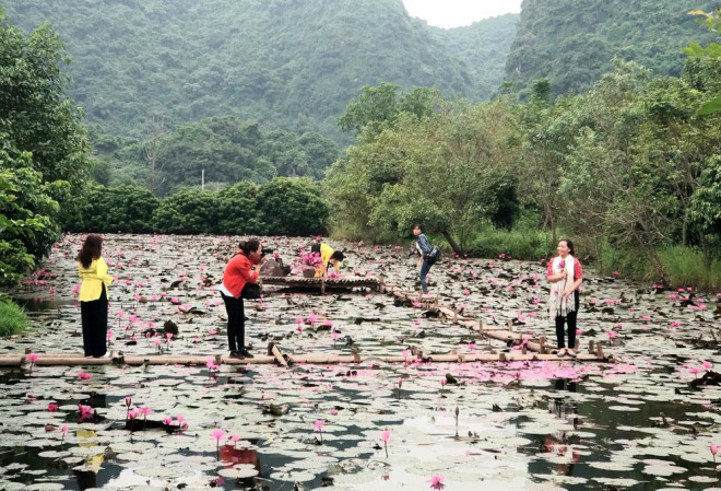 Hoa súng nở rộ, tô hồng suối Yến - 5