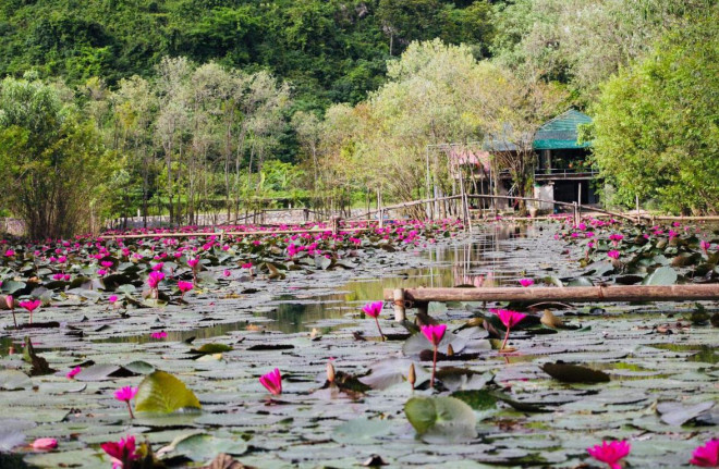 Hoa súng nở rộ, tô hồng suối Yến - 6