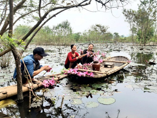 Hoa súng nở rộ, tô hồng suối Yến - 9