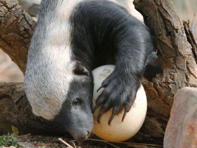 Media - Lửng mật "chật vật" đập trứng đà điểu