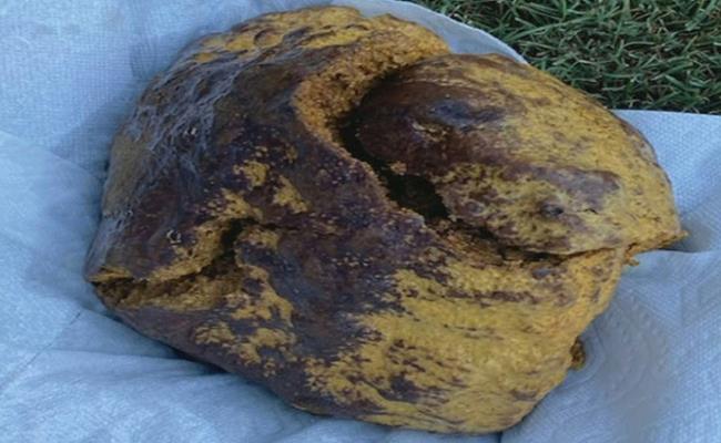 Khối lượng của long diên hương dao động từ 15g đến 50 kg hay thậm chí là hơn thế.
