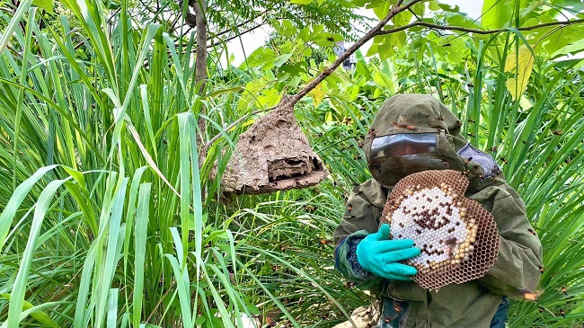 Cùng choàng choàng đi bên hàng cây, thử thách sự gan dạ trong việc nuôi ong kịch độc tại Việt Nam. Tuy là một công việc đầy khó khăn, nhưng nó lại mang lại những giá trị kinh tế và văn hóa rất lớn cho người dân tại đây. Click để xem hình ảnh về sự dũng cảm và khéo léo trong việc nuôi ong kịch độc tại Việt Nam.