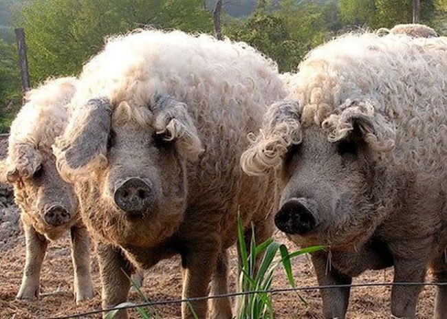 Nhìn bên ngoài chúng xấu xí, song loài lợn này được nhiều người ưa thích và nó trở thành "báu vật".
