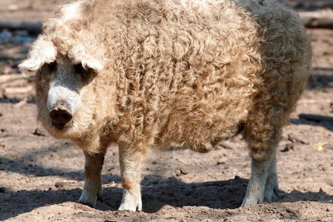 Có một thời gian, loài lợn này tưởng như tuyệt chủng khi số lượng giảm còn chưa đến 200 con trên thế giới. Tuy nhiên, hiện nay lợn Mangalica đã phát triển số lượng nhiều.
