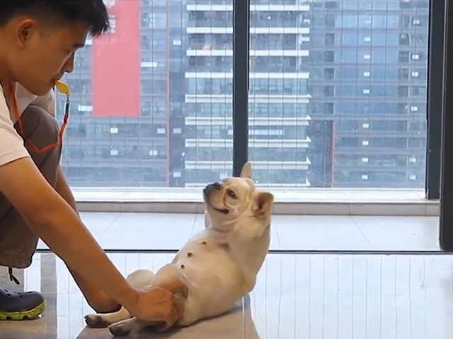 Clip hài hước - Chú chó bá đạo làm được mọi việc không khác gì con người