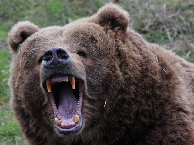 Media - Pha tóm gọn con mồi nhanh như cắt của gấu đen