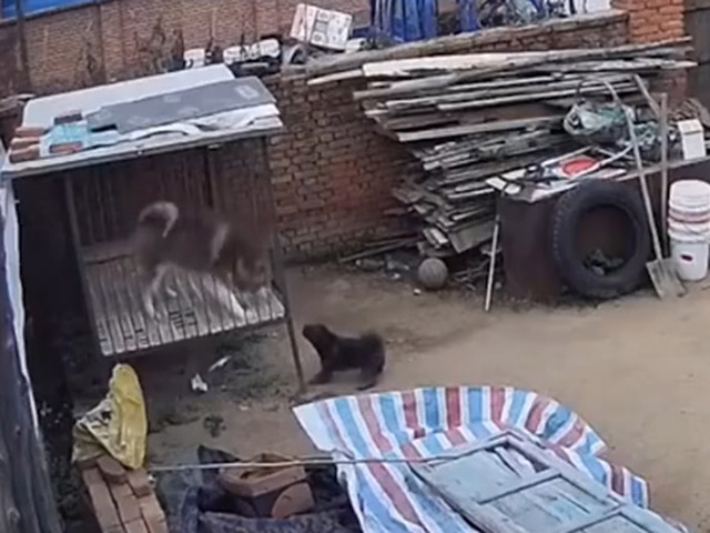 Cười 24H - "Hổ báo" không đúng lúc và cái kết thê thảm