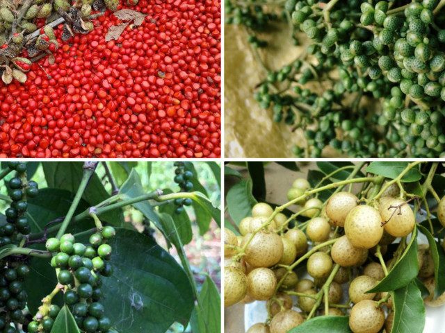 Ẩm thực - Tứ đỉnh gia vị đặc sản Tây Bắc thơm "nức nở", nhiều loại có tiền triệu chưa chắc đã mua được