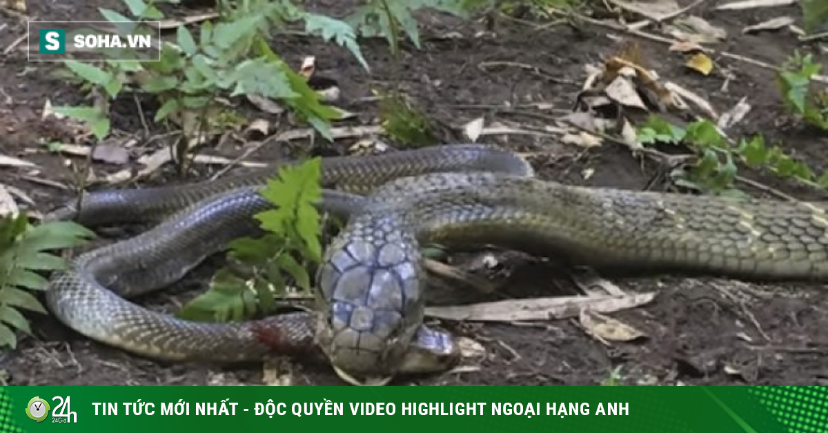 Video: Lao vào tử chiến rắn hổ mang chúa, hổ mang Java bị giết chết trong tích tắc