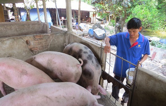 Giá lợn hơi giảm một phần do các hộ chăn nuôi bán tháo do có tâm lý lo lắng bệnh dịch tái bùng phát