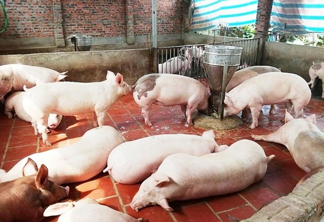Giá lợn hơi có xu hướng giảm trong nhiều ngày liên tiếp