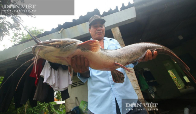 Ông Hoàng Trung Thành, khu vực 2, phường 4, thành phố Vị Thanh, tỉnh Hậu Giang bắt được con cá trê to lạ, dài 1m.