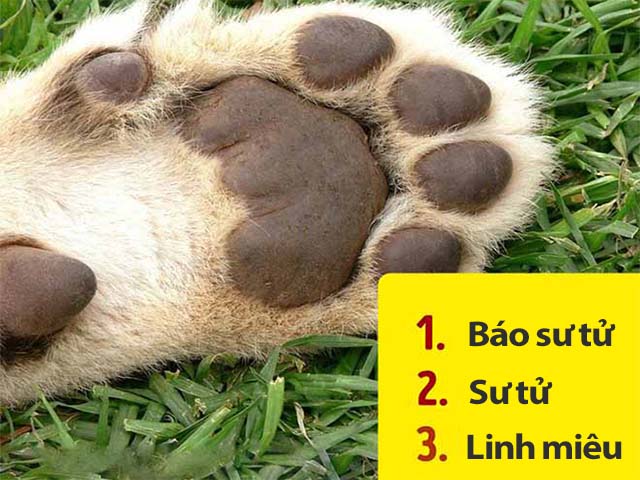 Giáo dục - du học - Bạn có biết đây là những con vật gì nếu chỉ nhìn vào bàn chân của chúng không?