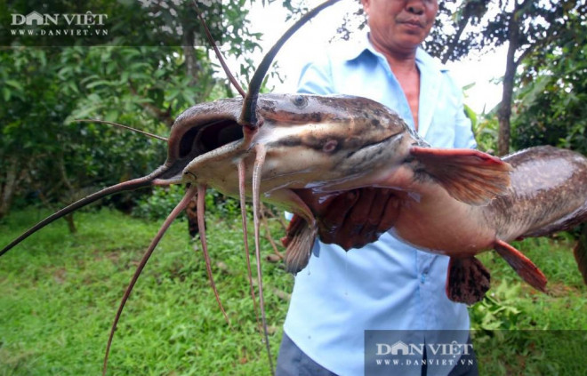 Hậu Giang: Bắt được con cá trê to lạ, mồm toàn râu, dài 1m, nặng 8kg ...