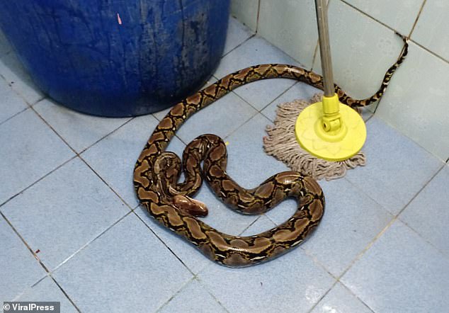 Con trăn bị tóm gọn.